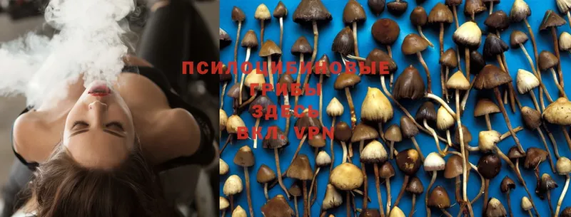 как найти   Слюдянка  Псилоцибиновые грибы Psilocybe 